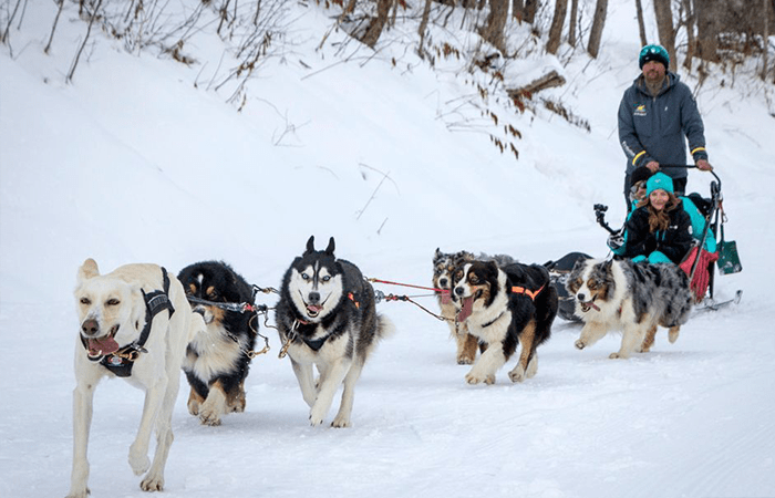 Dog sledding in Norway