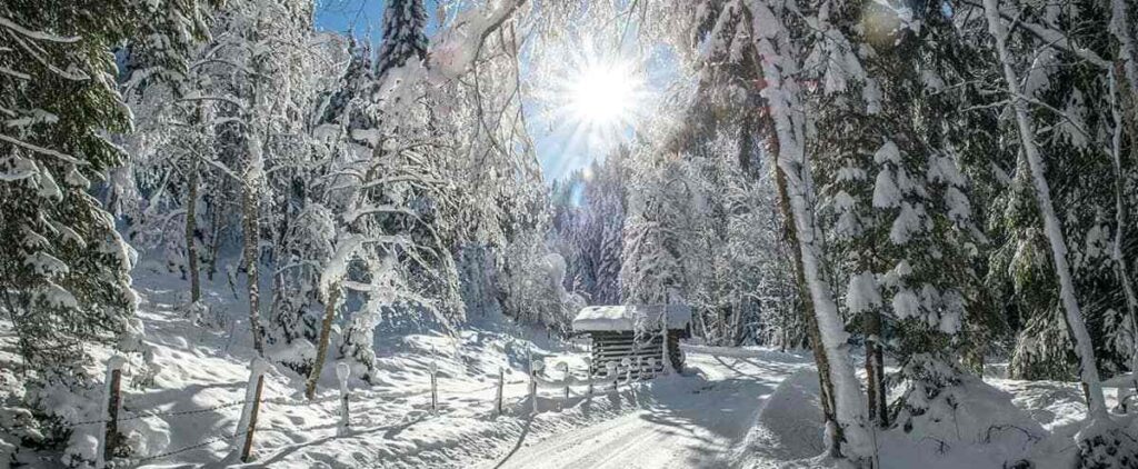 A wooden cabin in a snow-covered forest on a sunny day